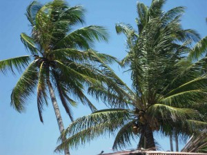 Palmiers et vent