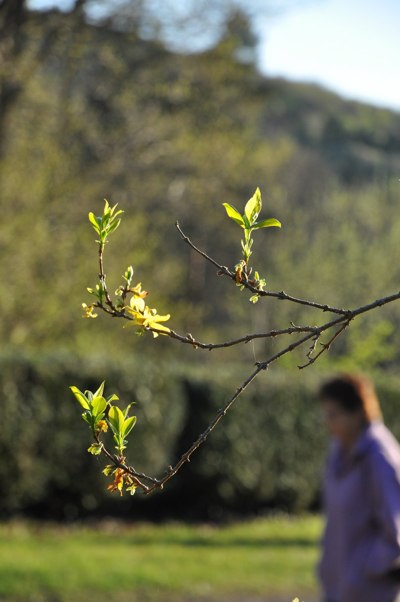 Bourgeons de feuilles à l'Abbaye de la Pierre-qui-vire - Crédit Frédéric Tonquédec fc