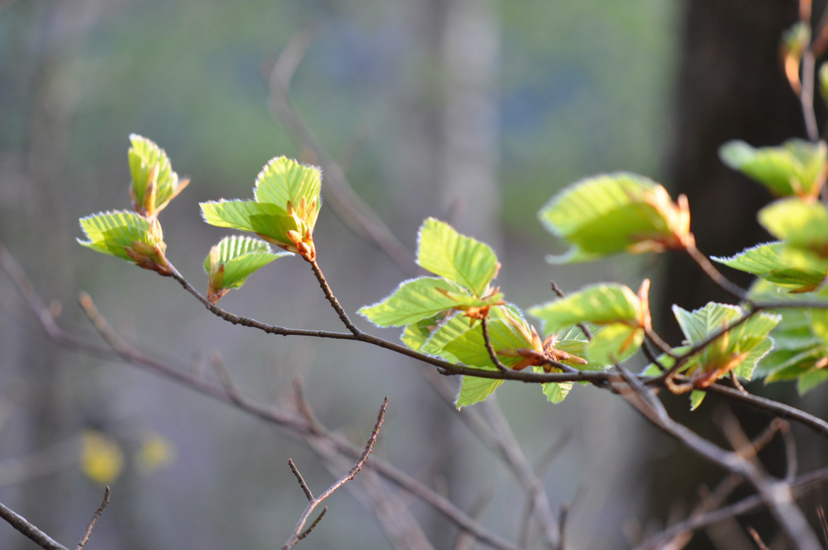 Bourgeons de feuilles à l'Abbaye de la Pierre-qui-vire - Crédit Frédéric Tonquédec fc