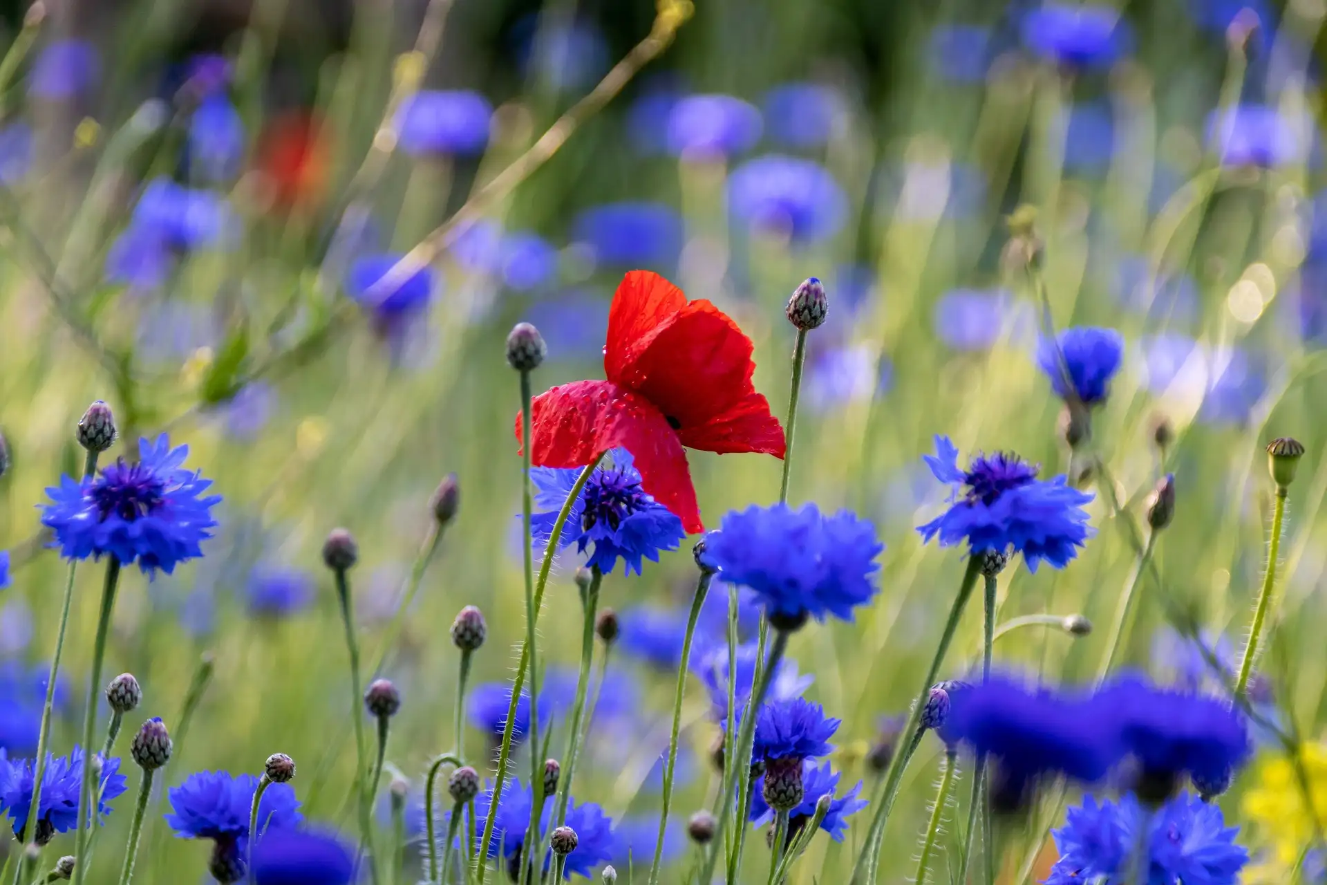 Coquelicot et bleuets de Pixabay Coquelicot et bleuets de Pixabay