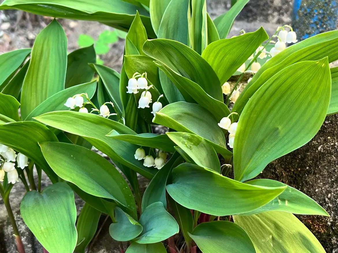Muguet du 1er mai, mort du père Jean Emile Anizan - Crédit Florence Krasowki