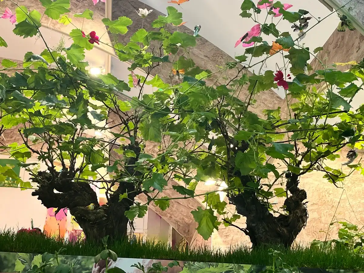 Ceps de vigne au Salon de l'agriculture 2026